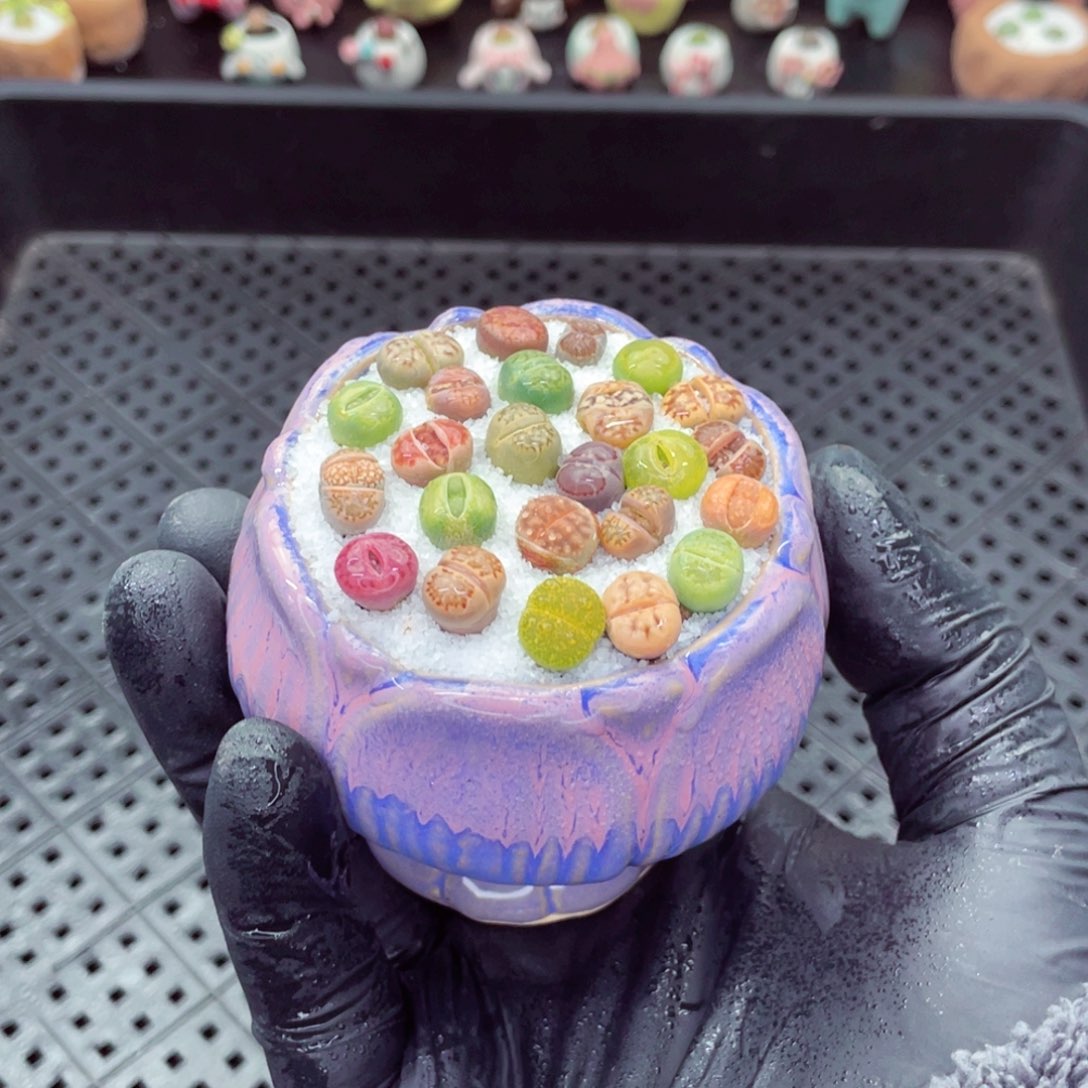 w8366--带盆土发货，零下地区拍保温箱