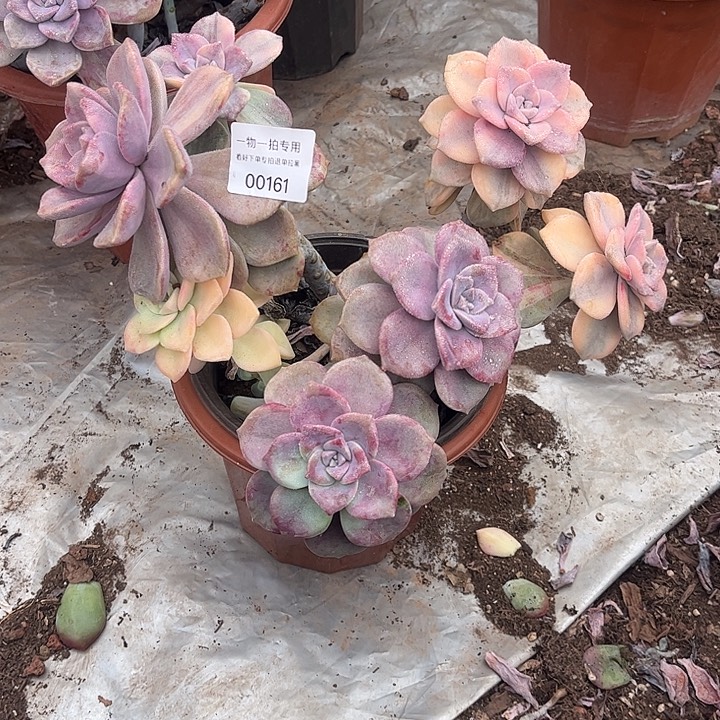 半***️紫乐锦群，一物一拍