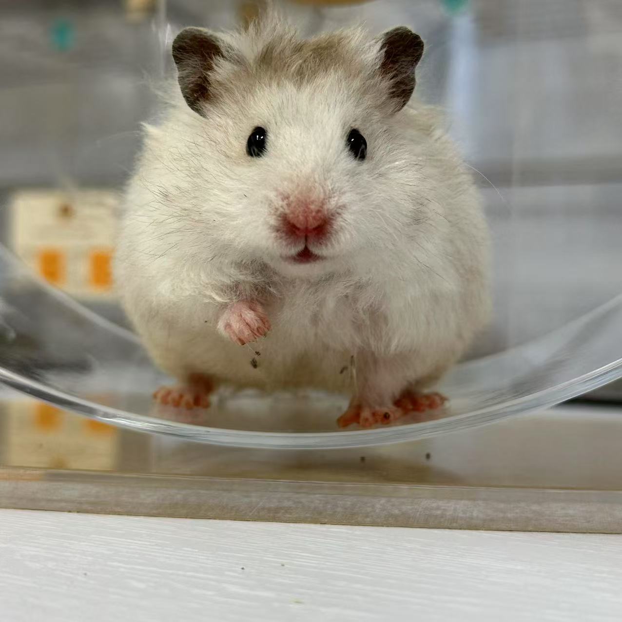 【直接可拍/房号28】火波卷毛妹妹金丝熊仓鼠5月2号生日包活发货