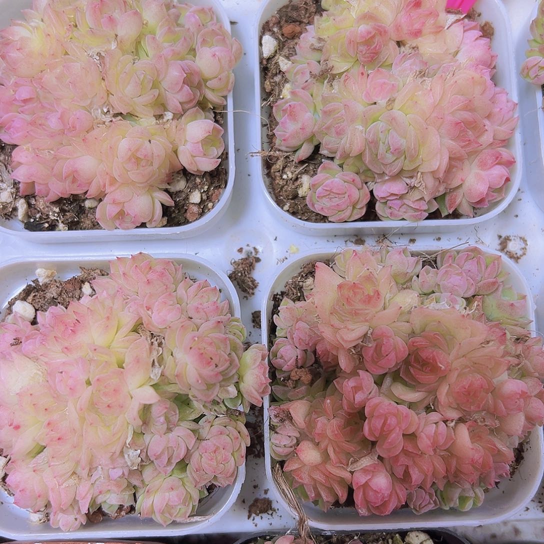 超多头粉色麦秆19包邮多肉