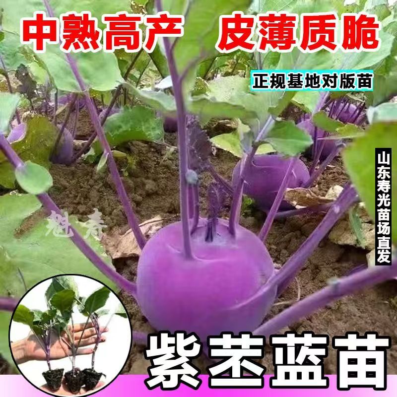 新鲜紫苤蓝青苤蓝蔬菜东北薄皮大头菜时令食用秧苗