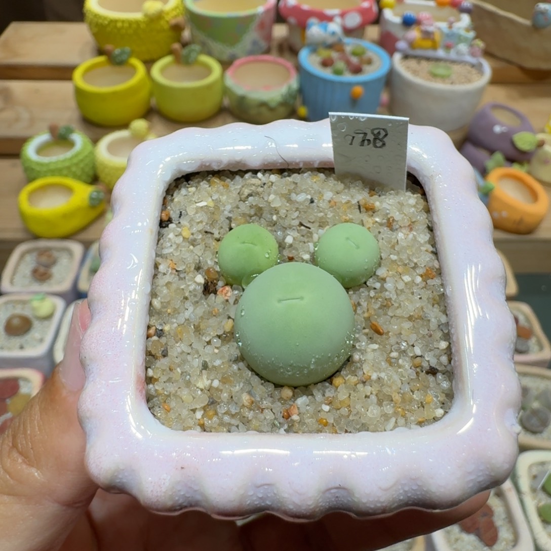 蘑菇205鸽子蛋多肉植物