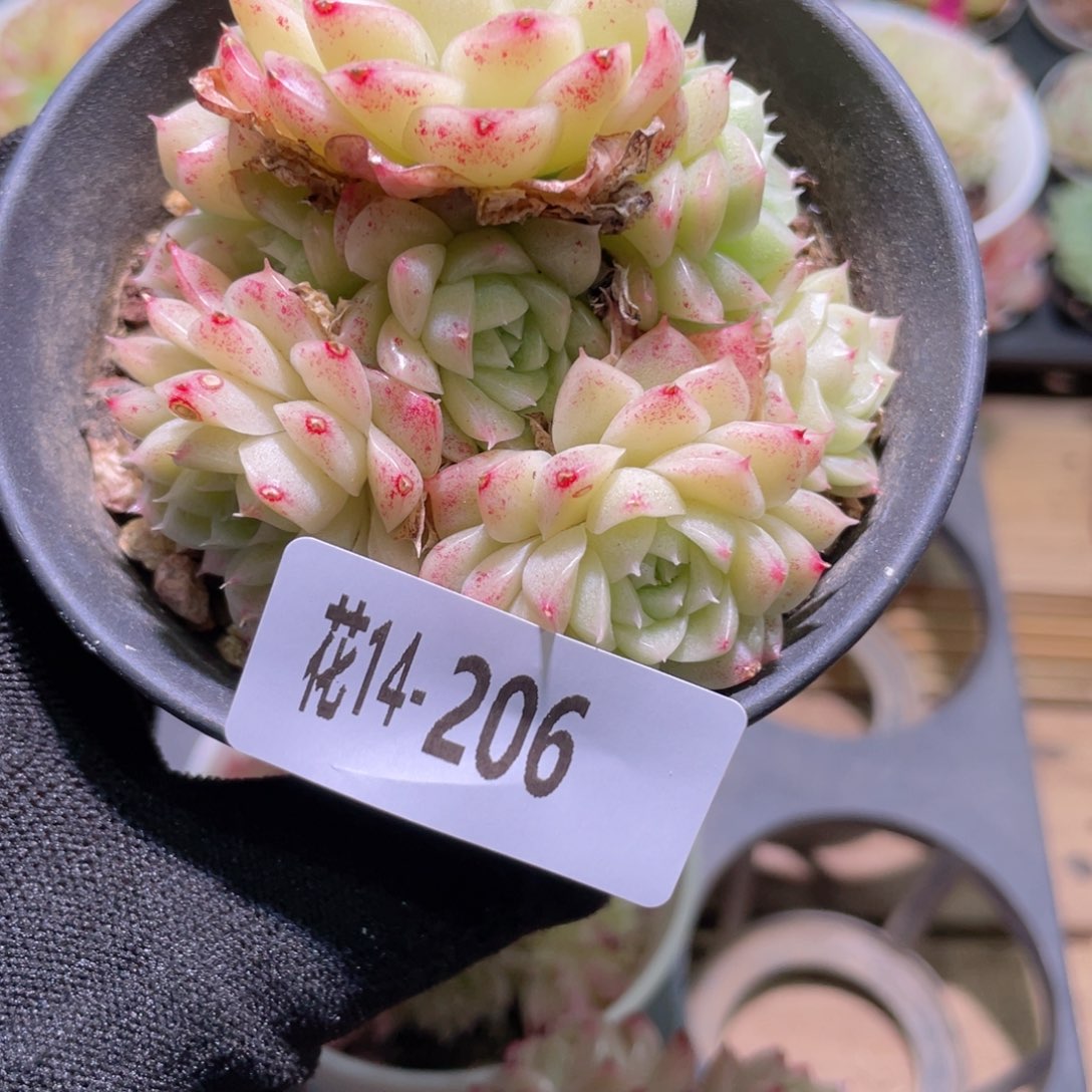 花利美14-206麦秆