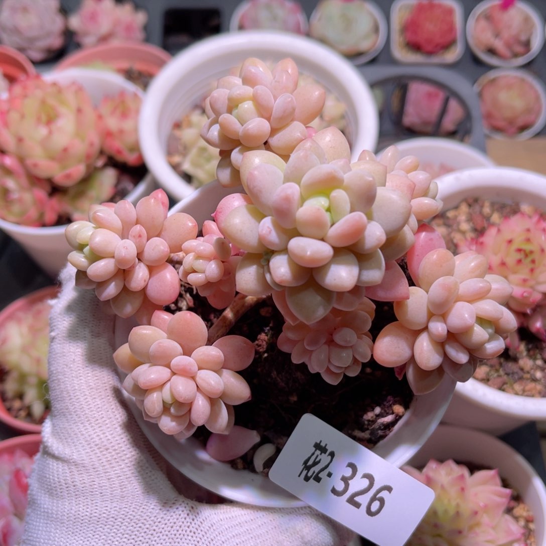 花02-326洛可可群