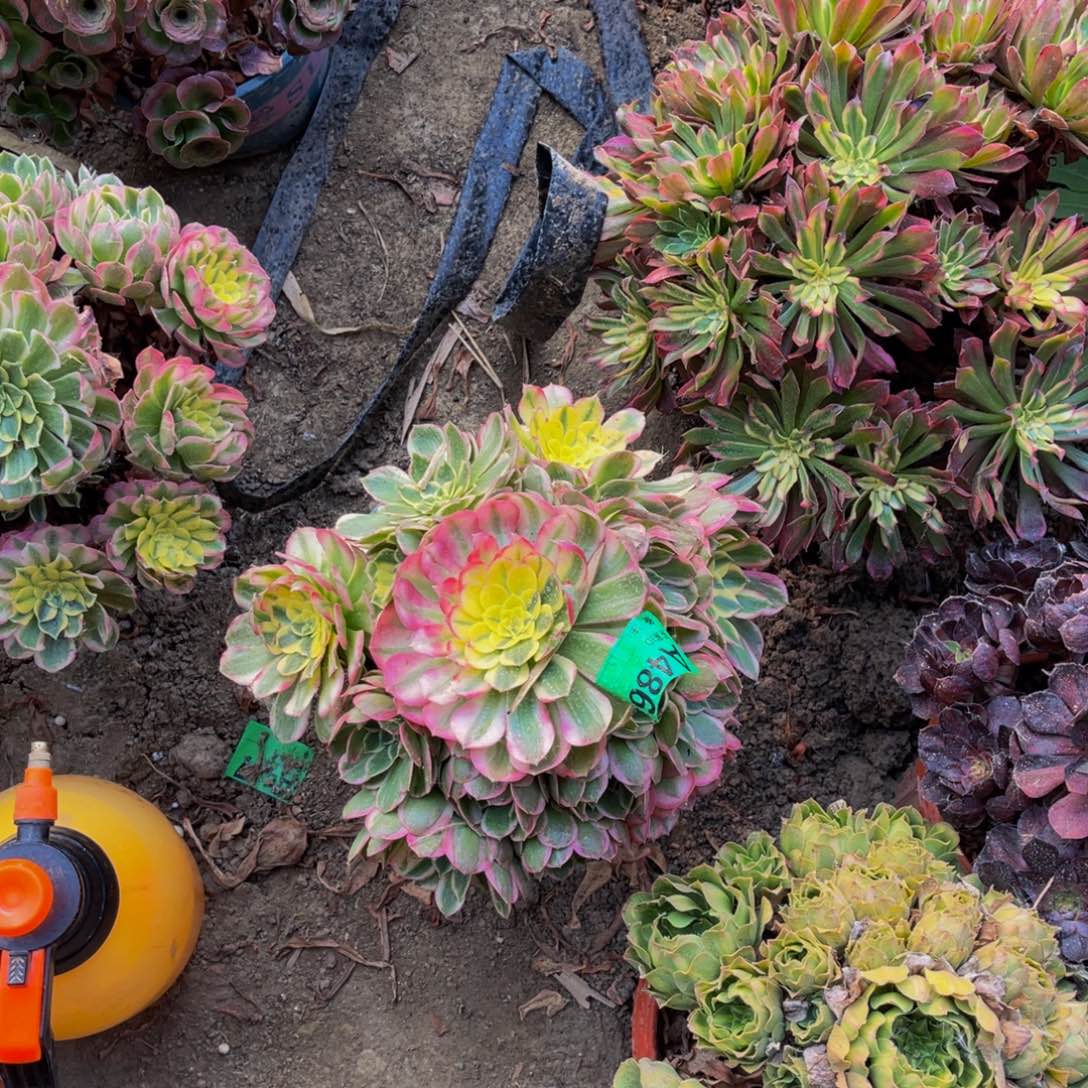 海仙法师朵朵5-37