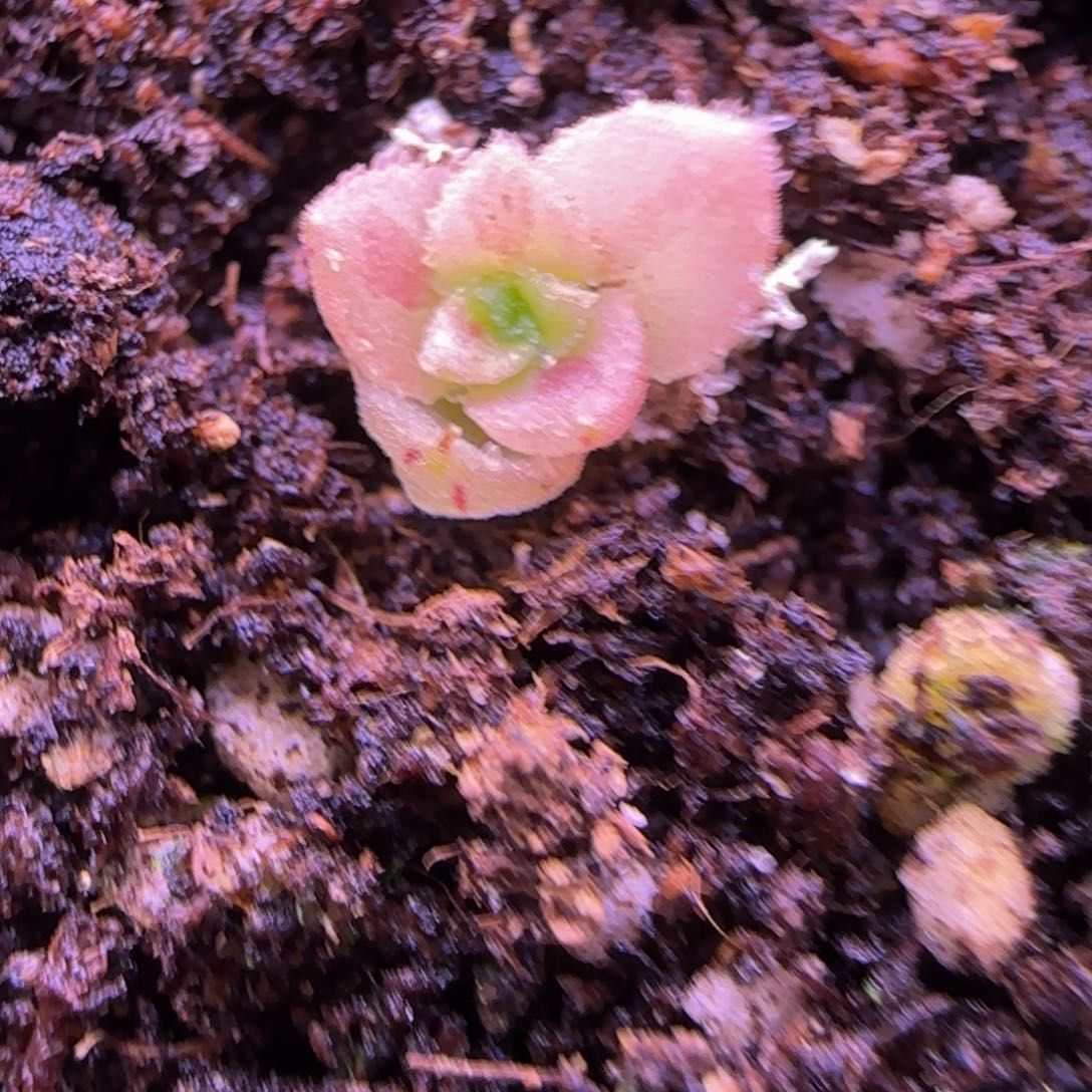 1****九新品寄养112424242425252