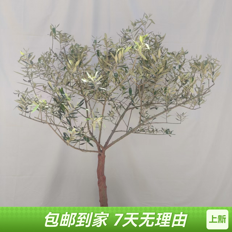 油橄榄树盆栽大型客厅绿植室内外四季常青马醉木阳台庭院好养装饰