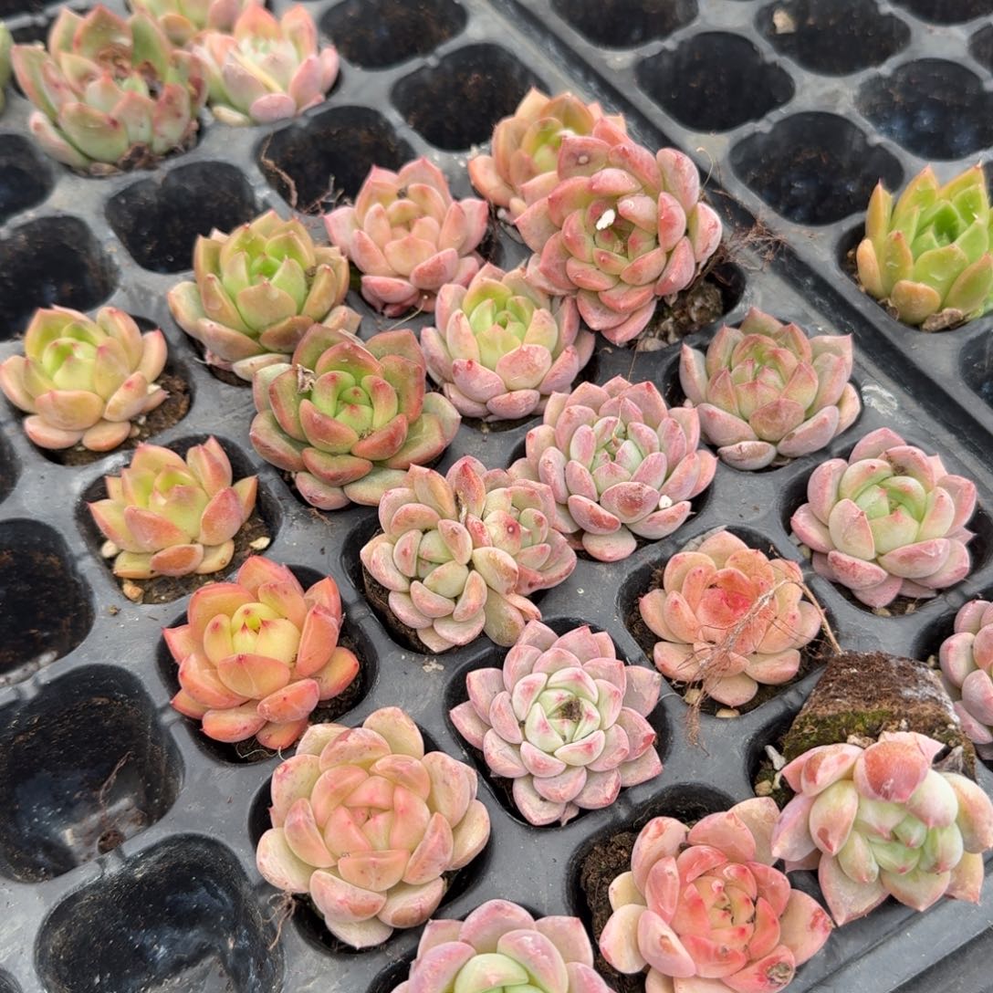 5-10带颜色厚叶东云梦露二十颗量拍左五左六