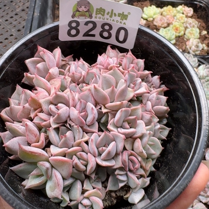 当前无花朵，栽培后可花朵多肉植物多去植物