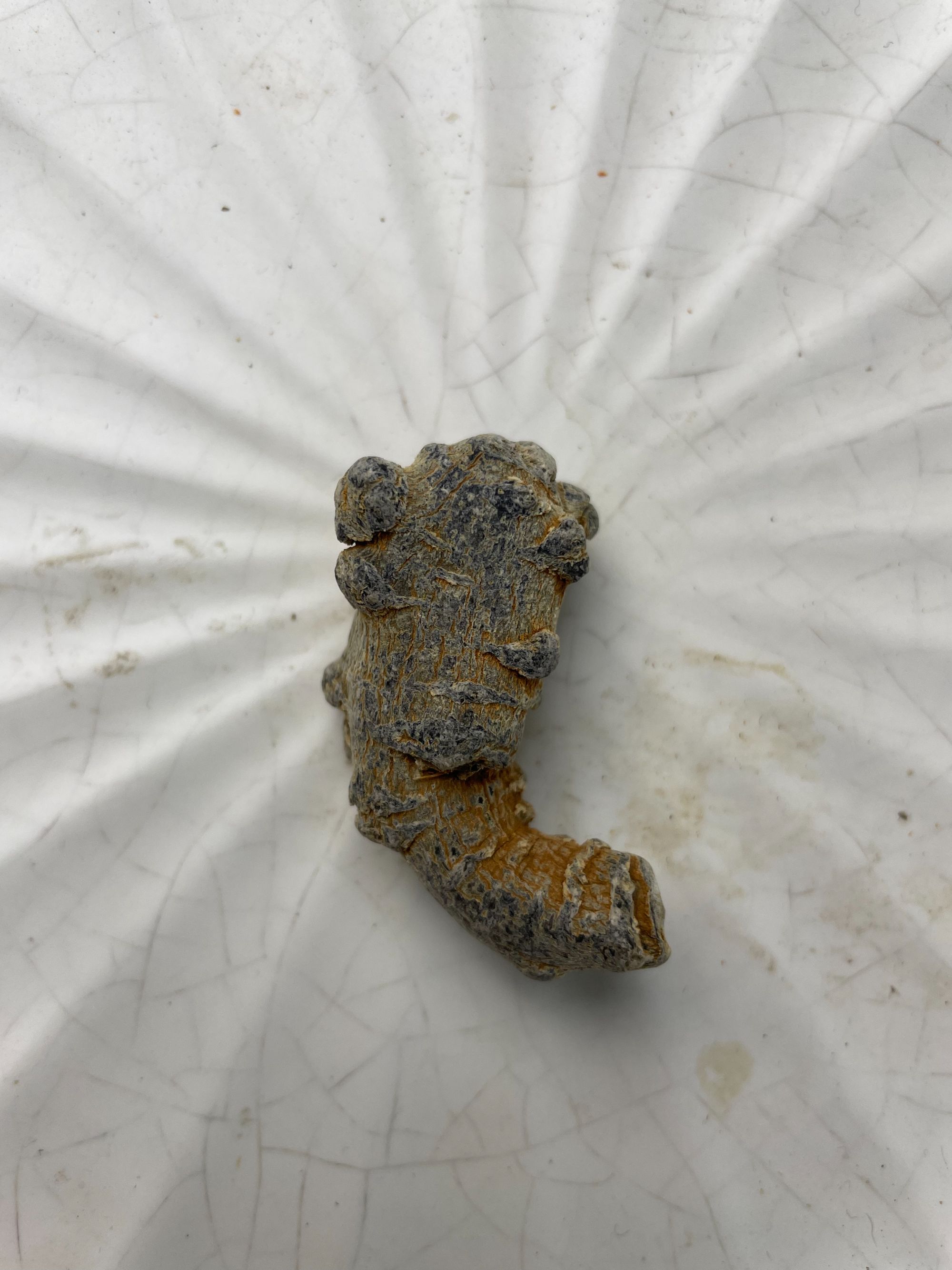 海鱼干一对3克以上/马仔