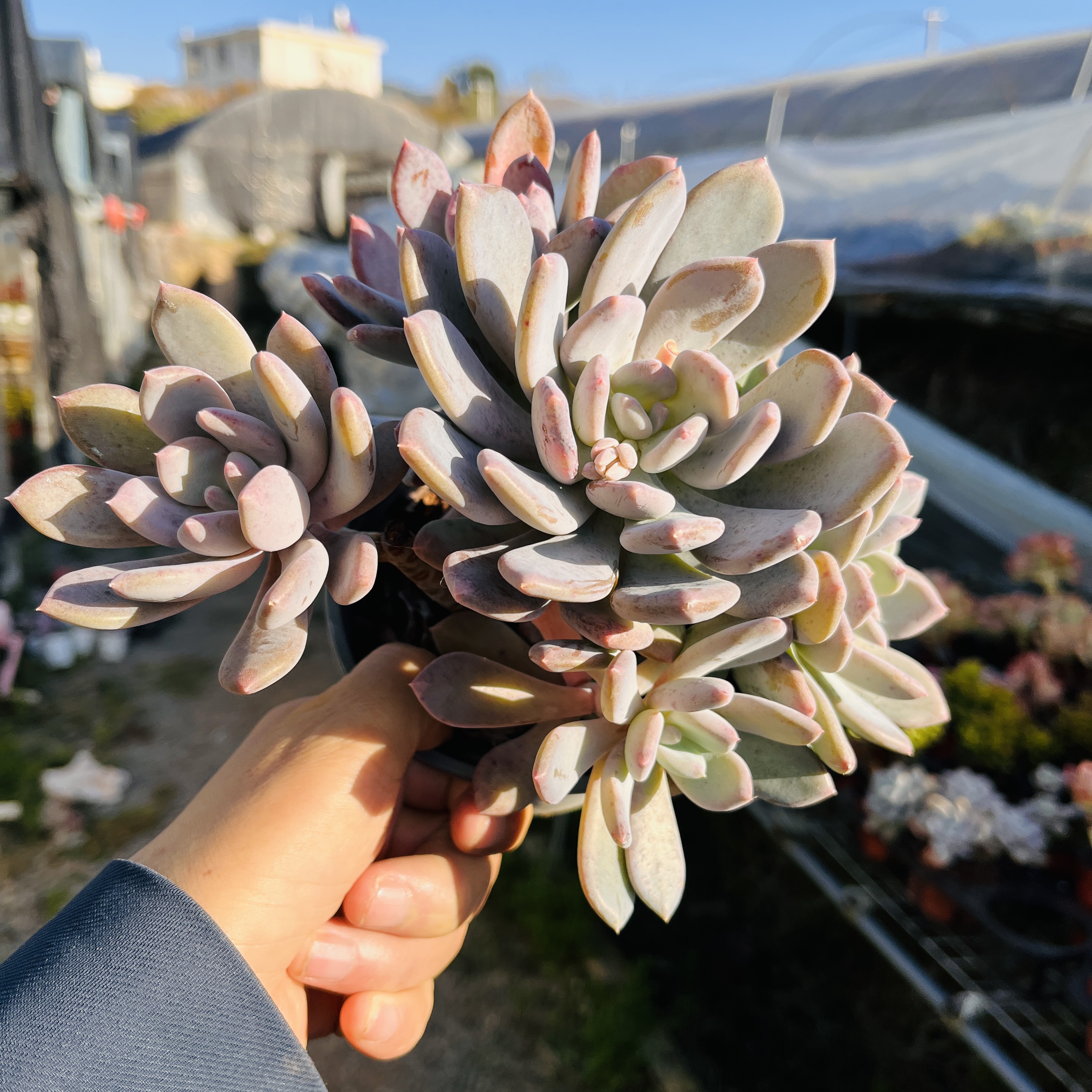 甜美多肉灰姑娘款式多肉植物小盆栽适合阳台办公室观赏净化空气