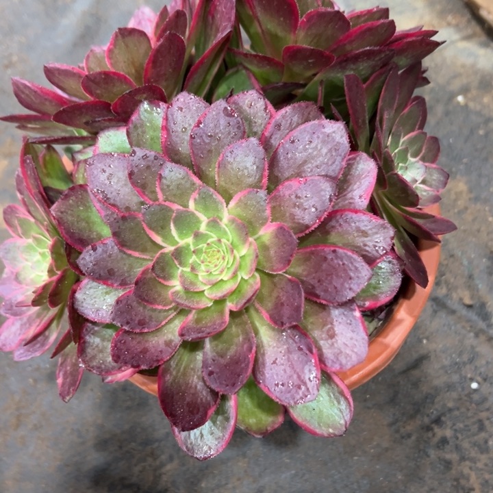 粉花妖20米法师多肉系列