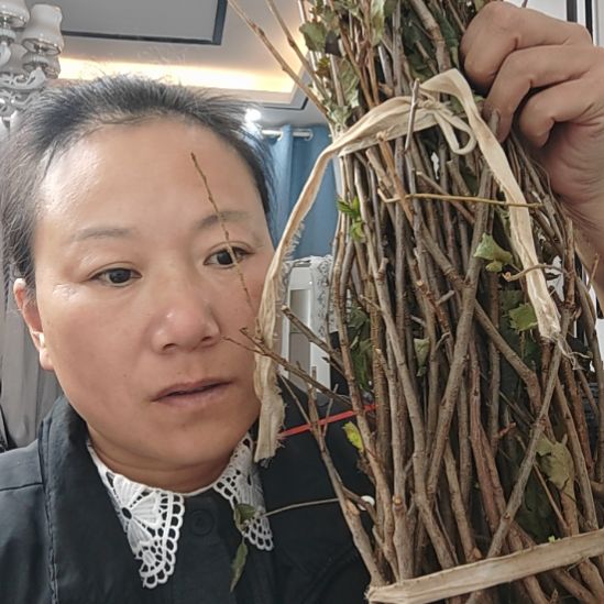 老***乐不够刀砧木一百棵