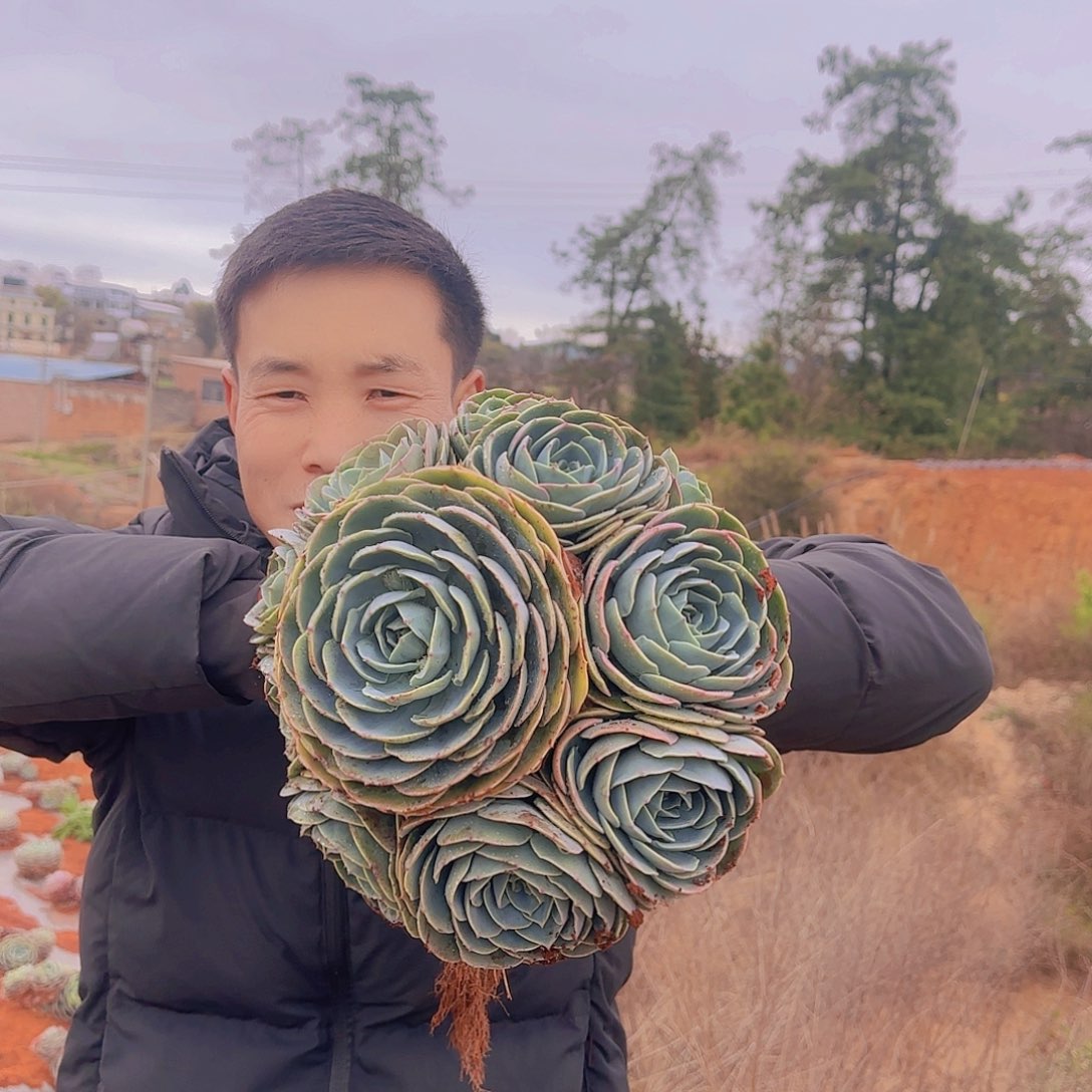 一物一拍玉碟多肉
