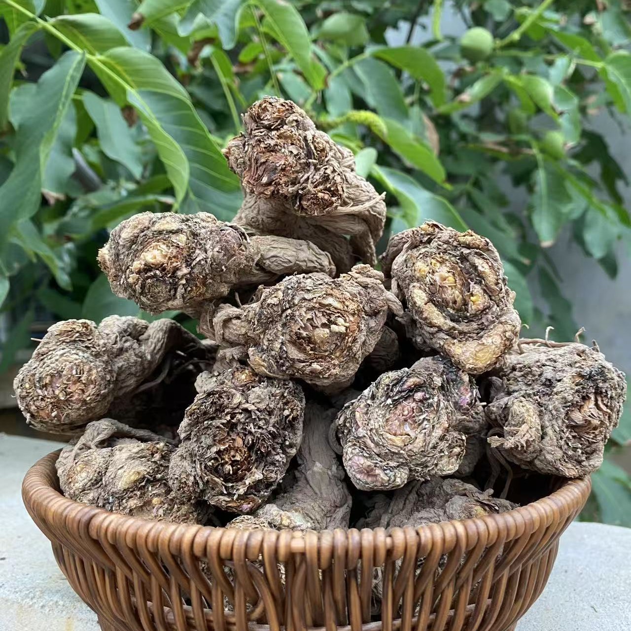 甘肃岷县特产当归整条新鲜现收现卖可炖汤泡水泡酒滋补