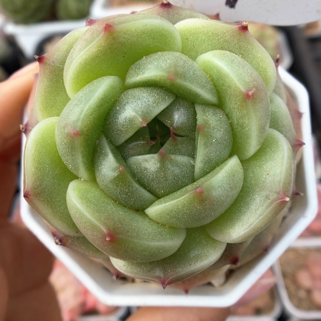 流光麦秆可拍69号。 