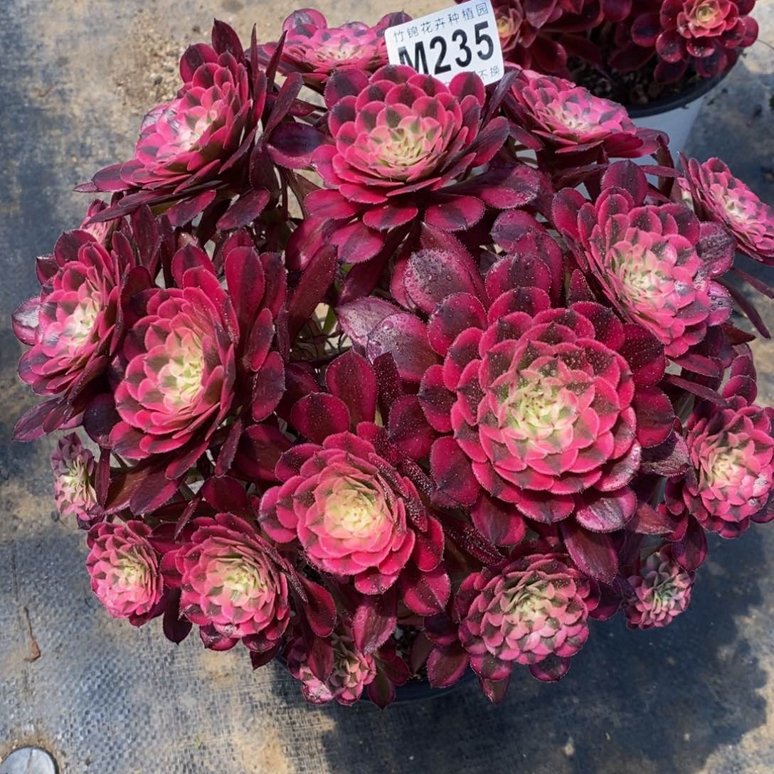 全部花朵235红彤嫩桩一棵