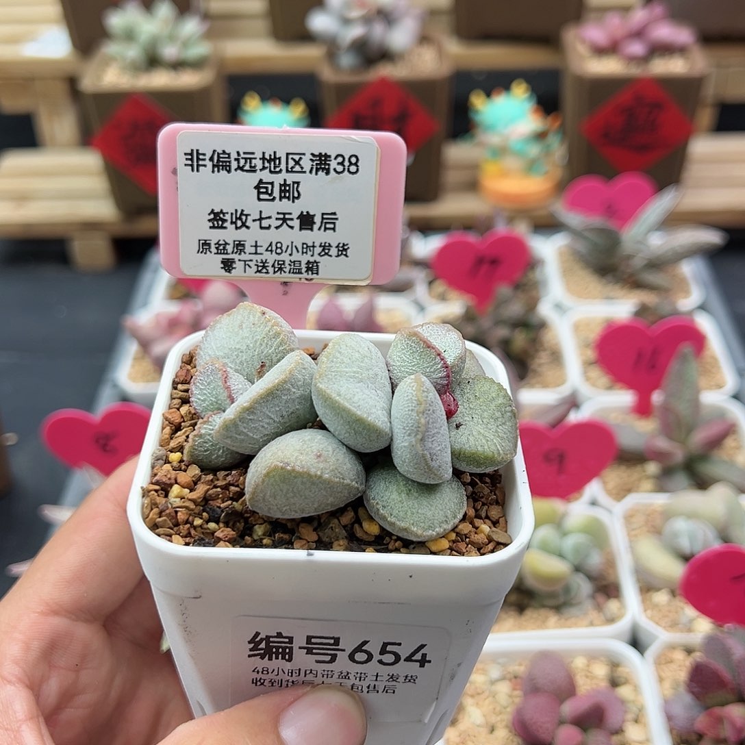 654，900号磨砂蛋水泡多肉植物