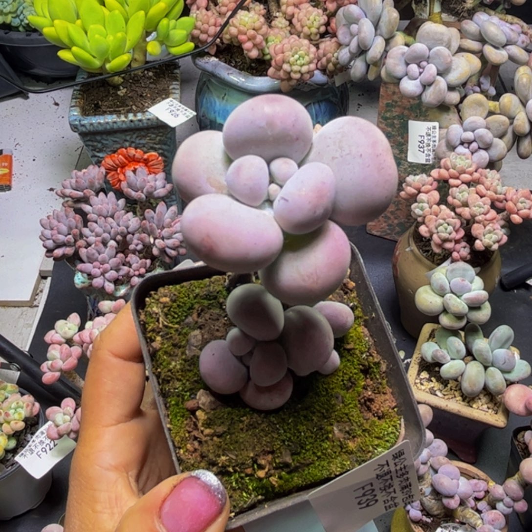 芭比奶酪939/5cm多肉