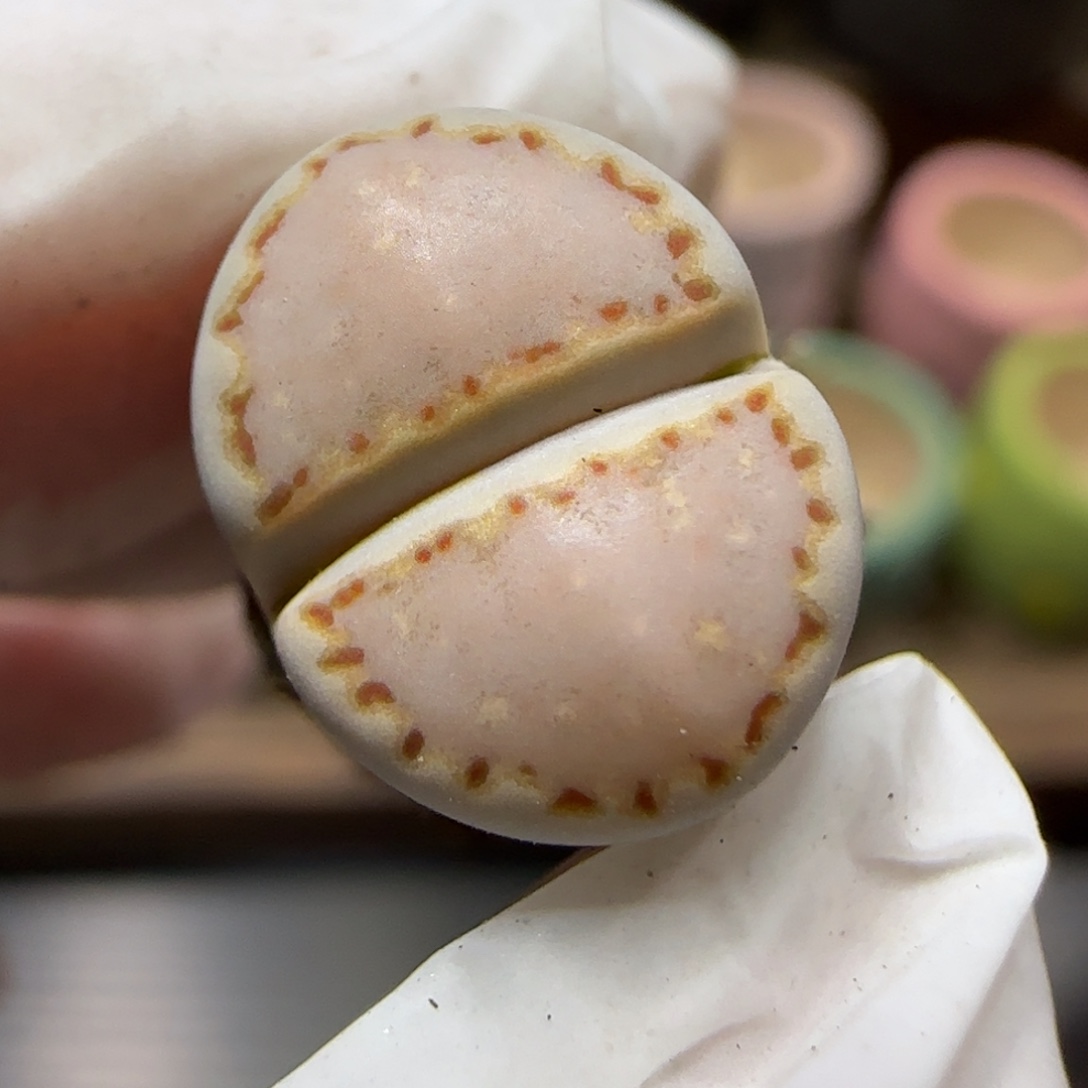 12.9.1621.013饼干.9028尺寸1.25cm