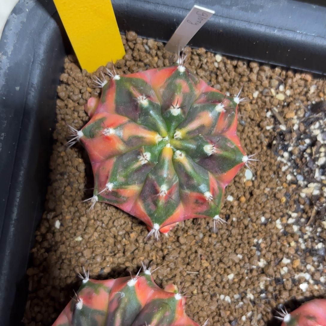 L724-1218泰国发货 秋天