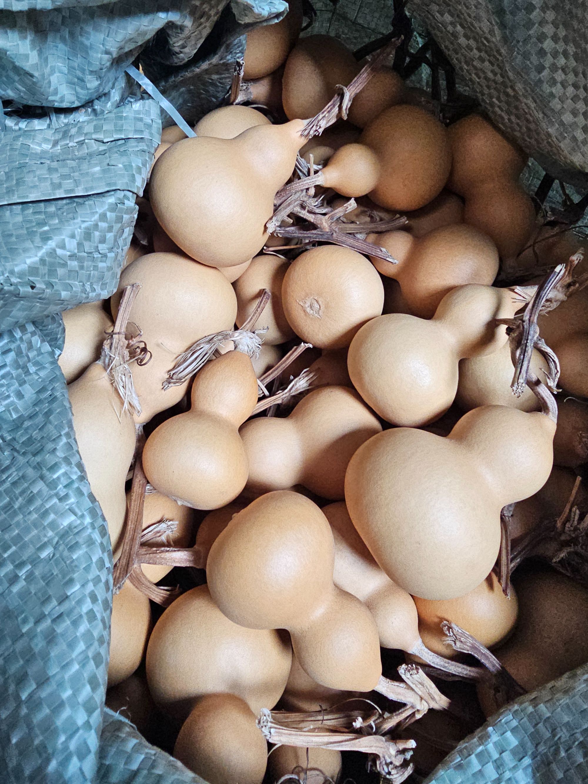 直播间专拍小葫芦6个（不保龙头，介意勿拍）