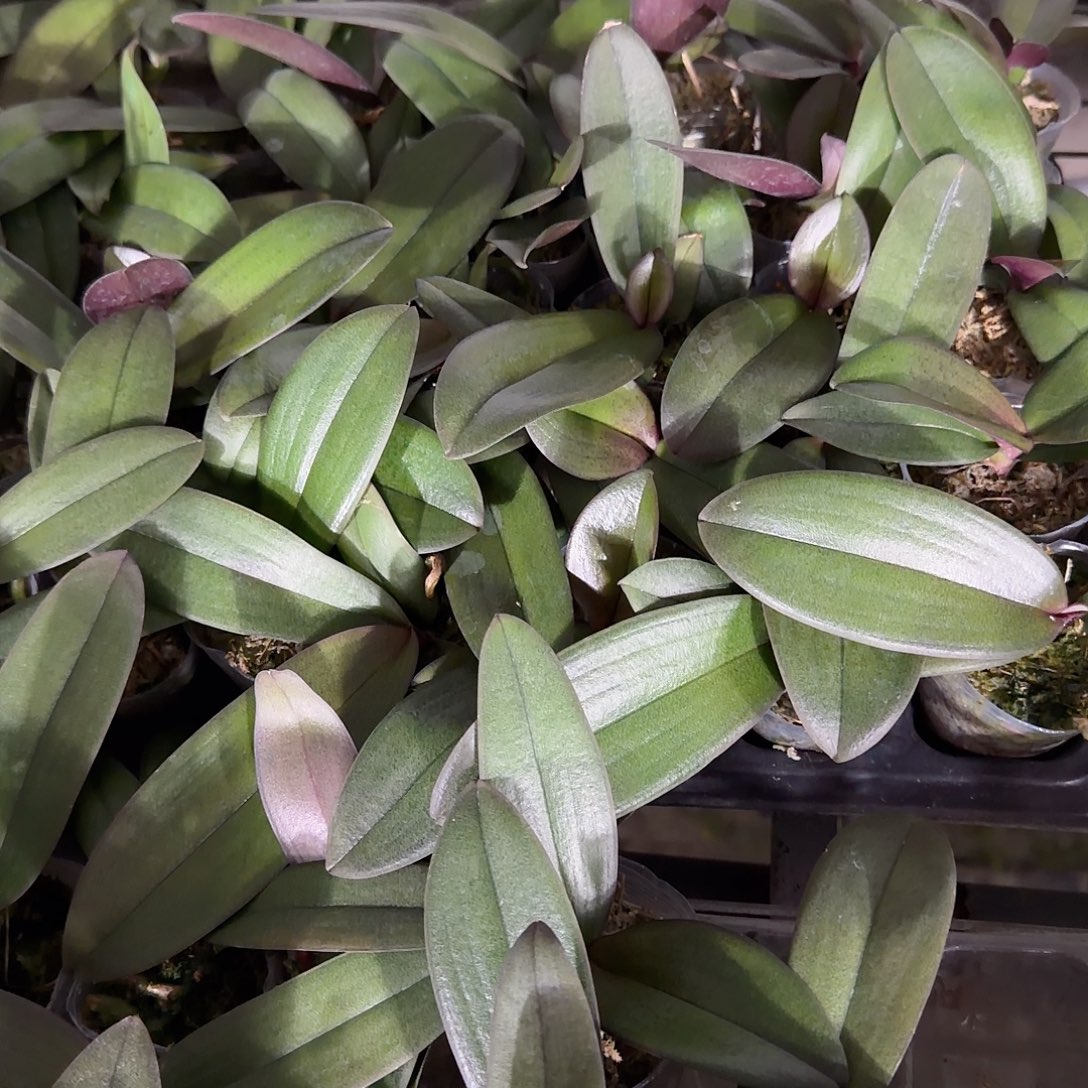 无花朵1.7寸梅花烙2颗