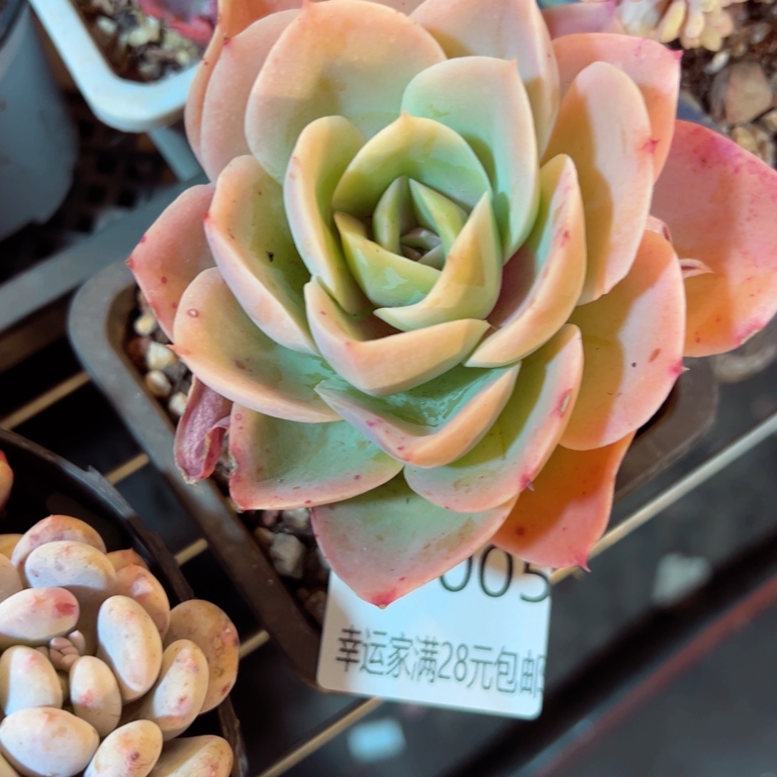 幸运的是我的朋友