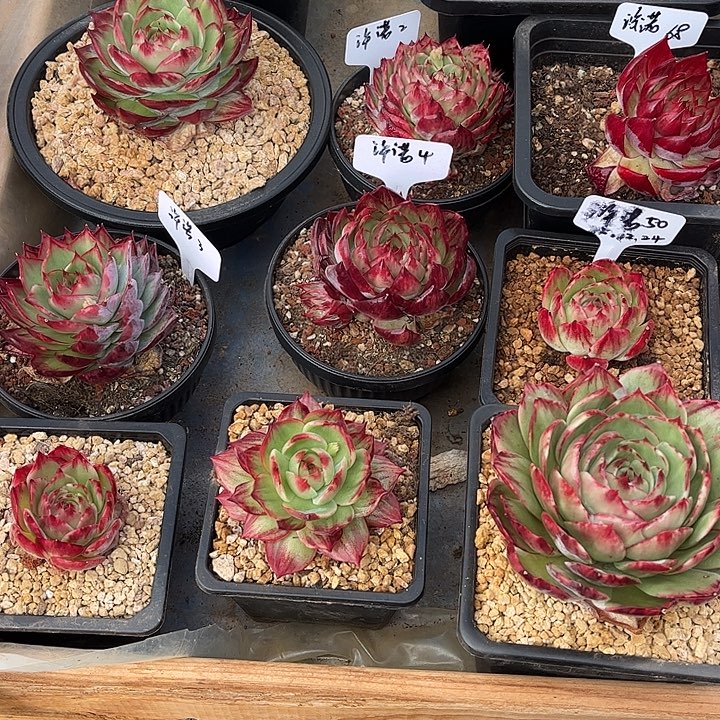 浒***诺惊鸿仙子多肉植物发货