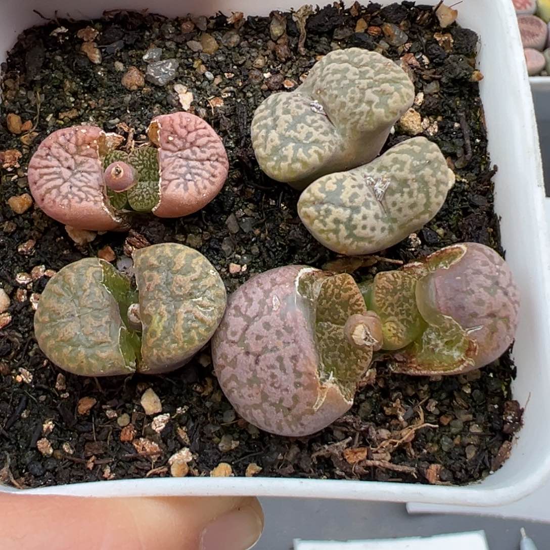 2.21好看的多肉072