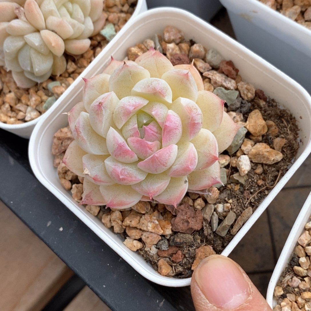 精品多肉一物柏不包整309