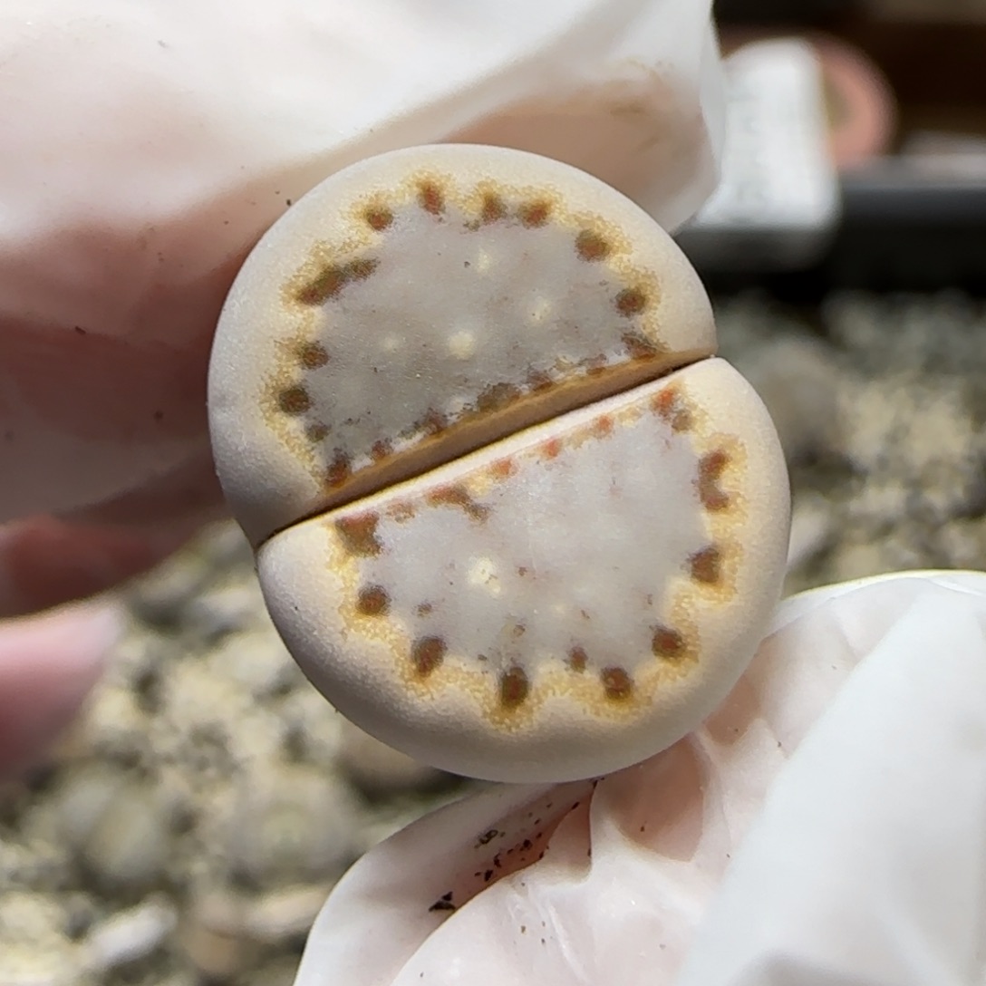 12.8.c24饼干.9011尺寸1.4cm