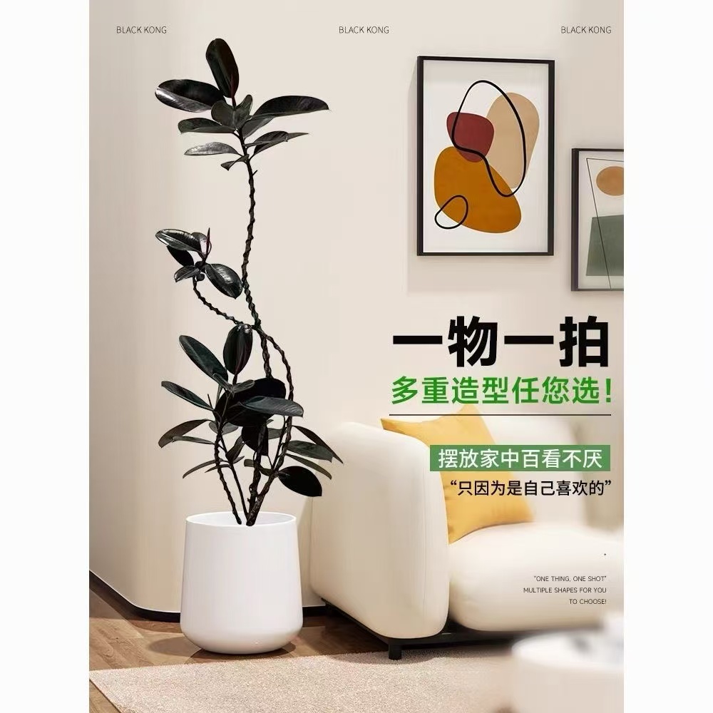 黑金刚橡皮树盆栽大型落地绿植办公室内客厅净化空气四季造型好养