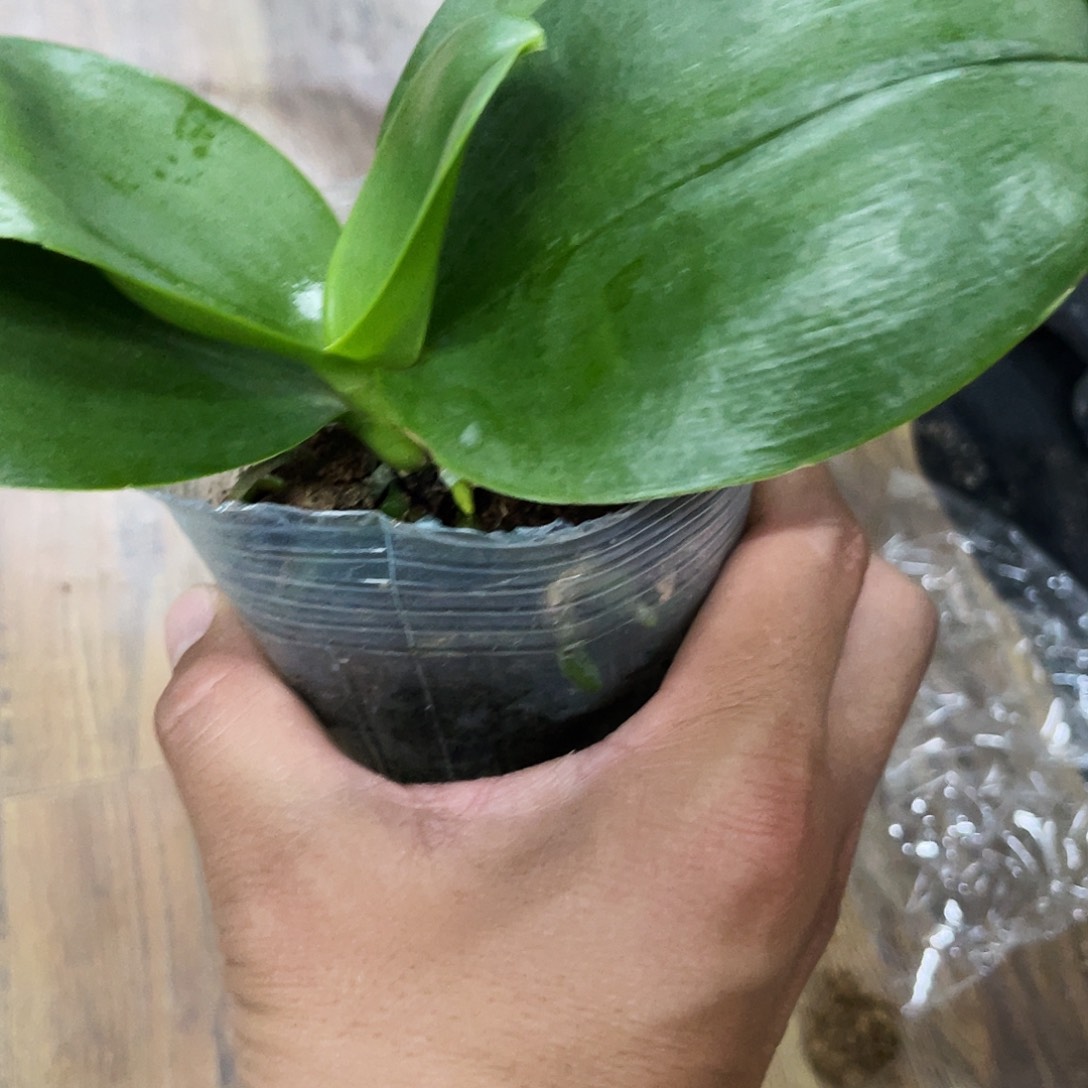 当前无花栽培后可以开花