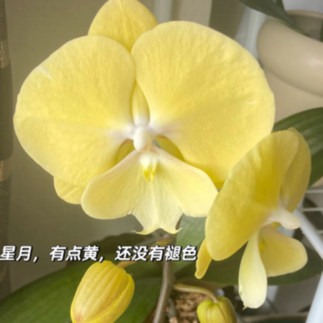 蝴蝶兰【星月大舌头】3.0寸带花剑，没有开花