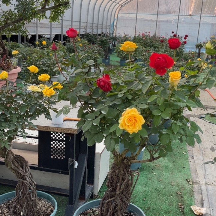 无花朵月季时节的