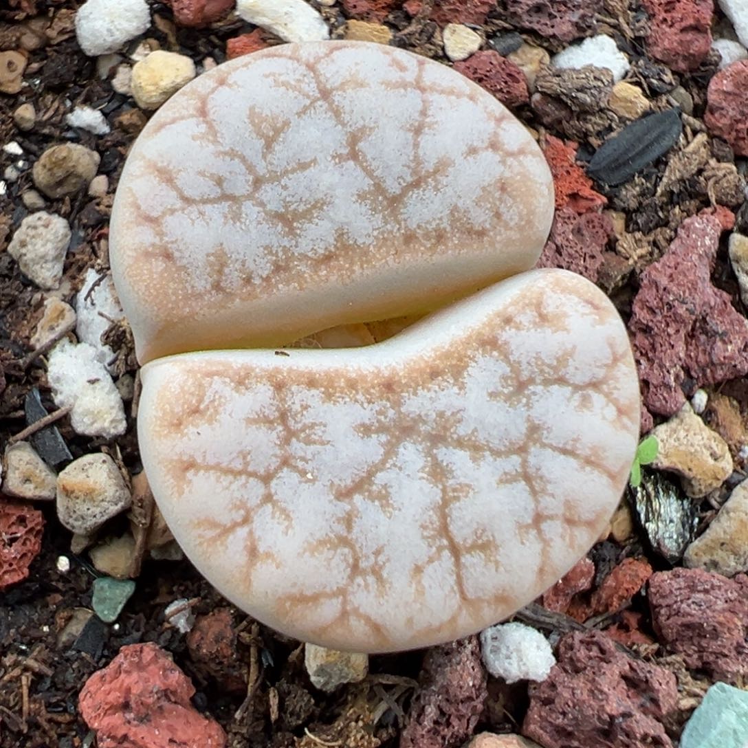 11.12好看的多肉脱土发货272