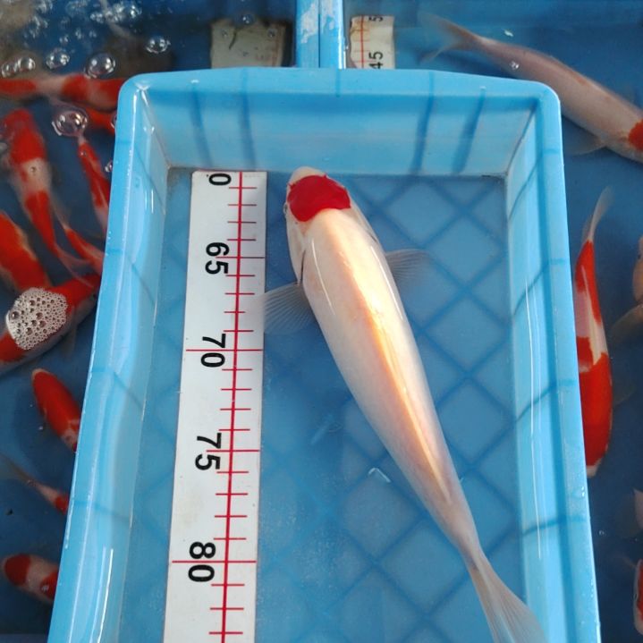 海水鱼顺丰包邮开箱包活3