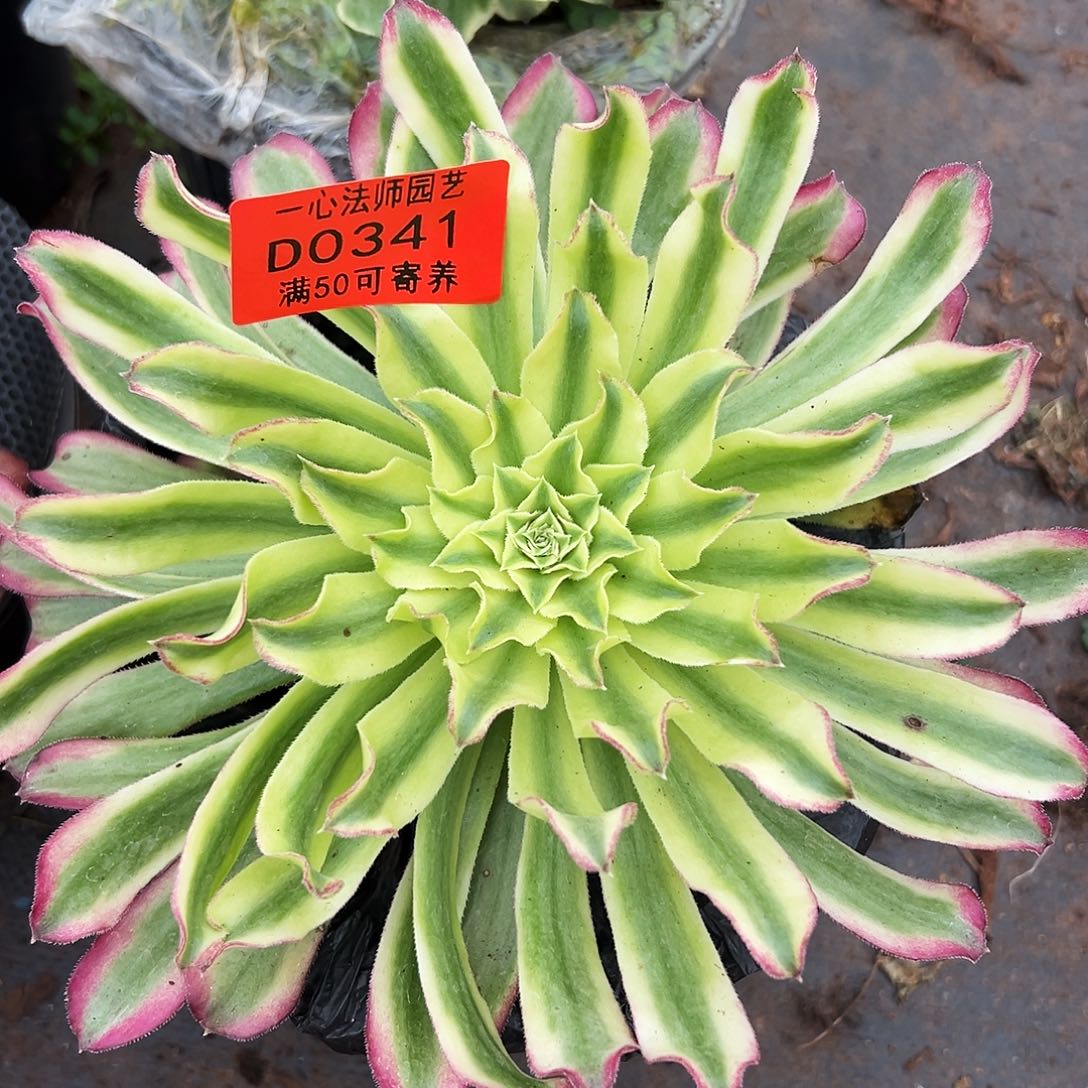 0341多肉植物仙墨