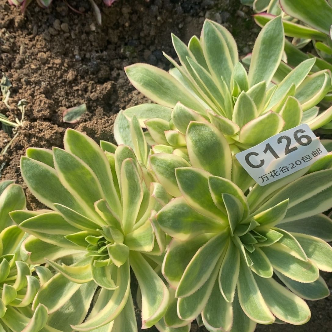 126青莲多肉植物