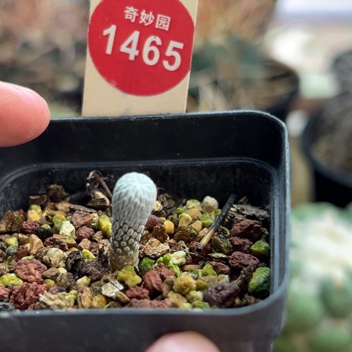 实生精巧丸0.6cm一棵