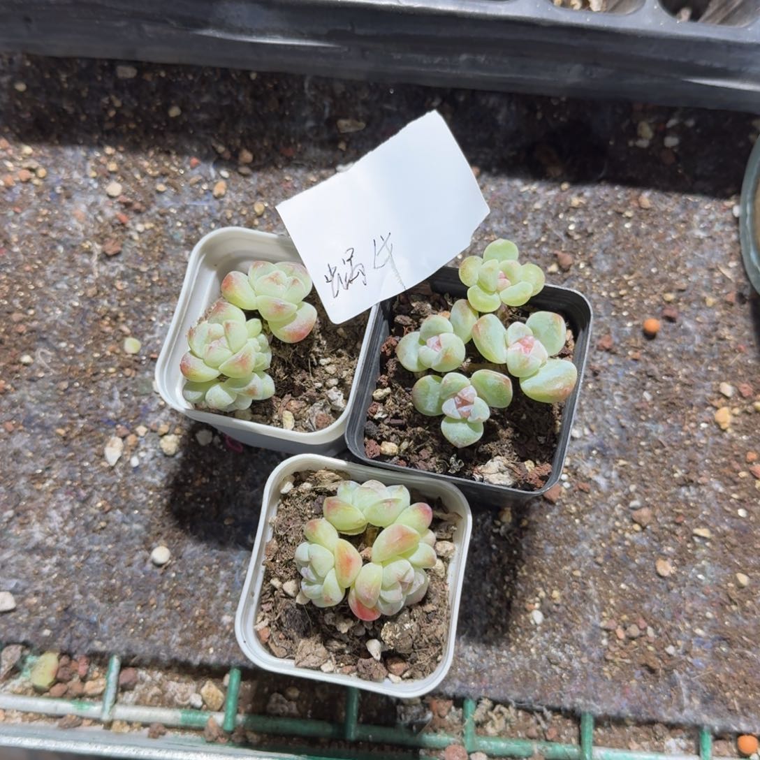 蜗牛一物一拍专拍