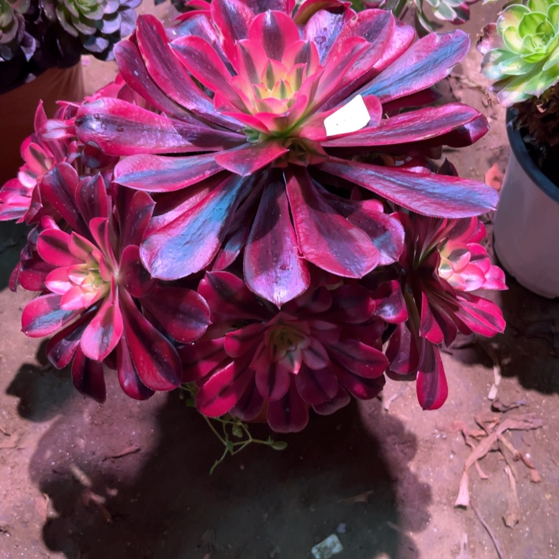 多肉植物美杜莎021