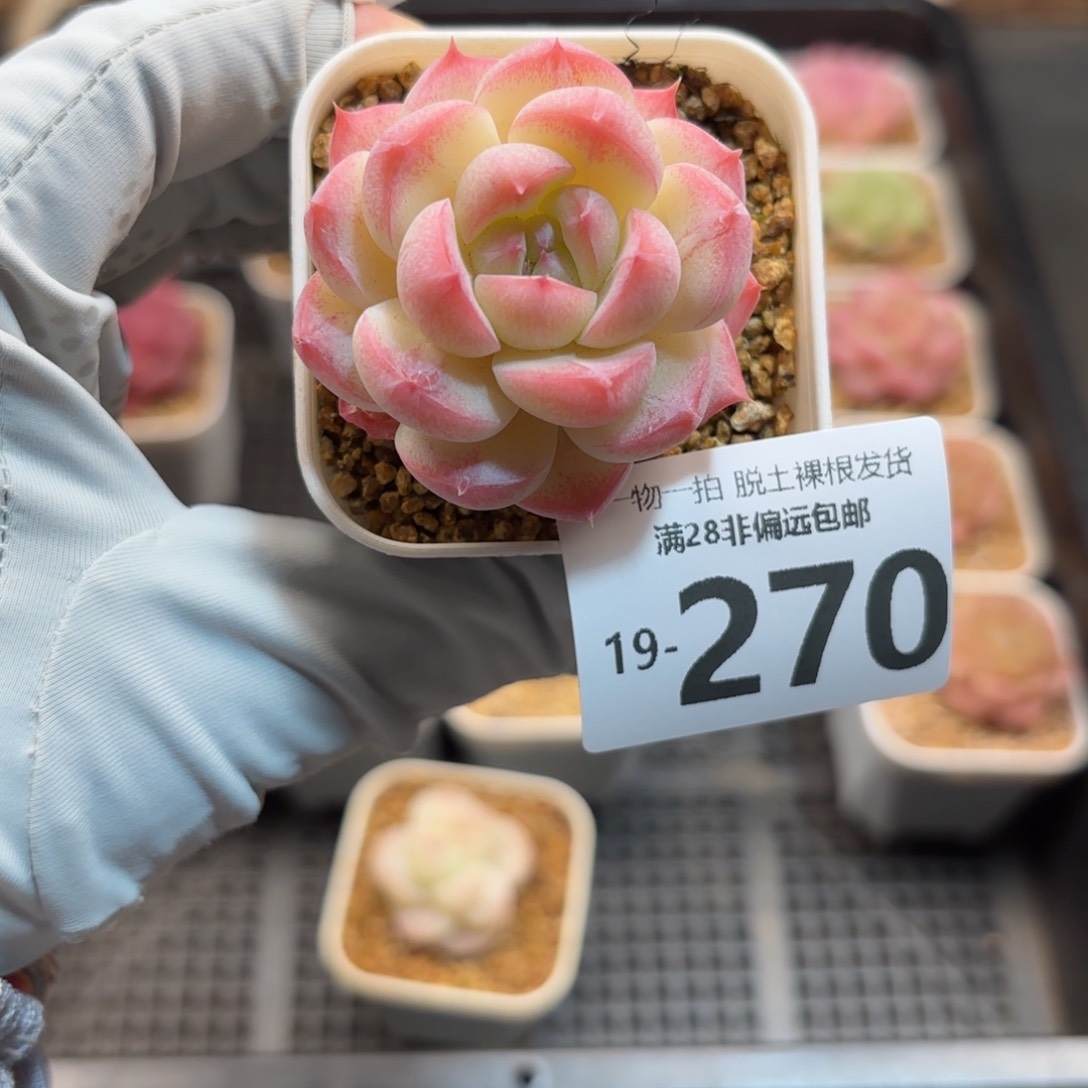 优选珍妮老桩多肉