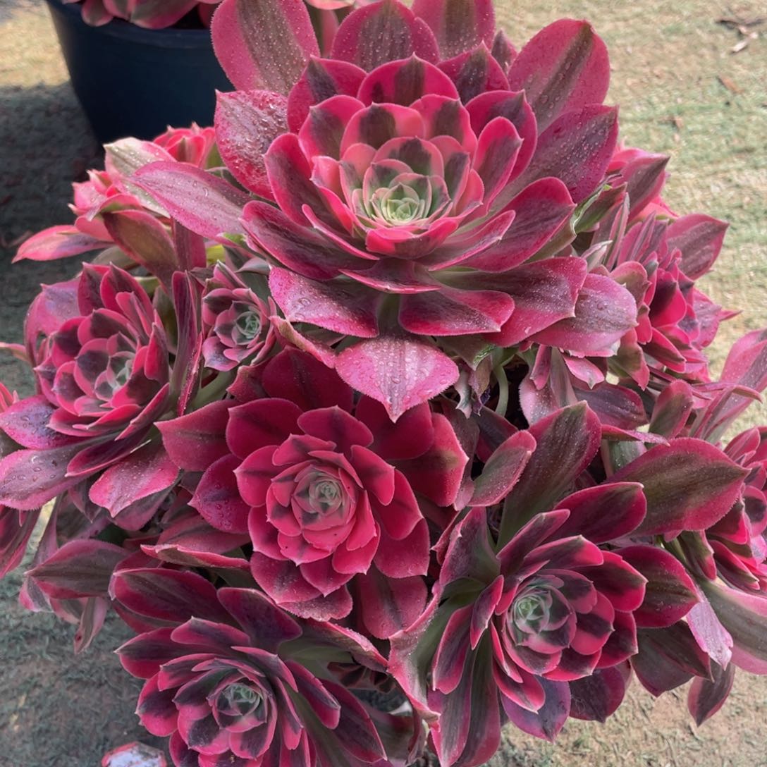 671粉女郎精品法师多肉