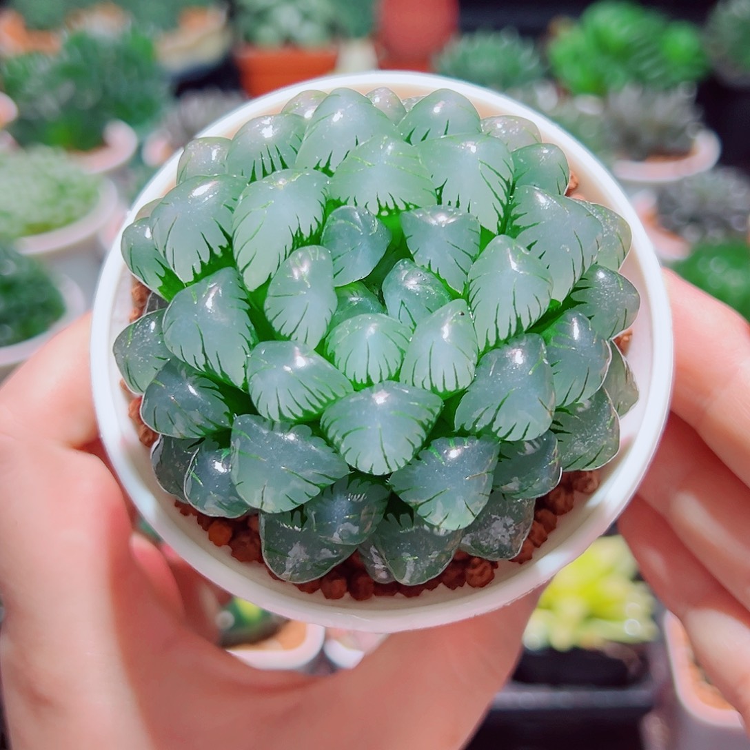 冰灯玉露多肉多肉多肉