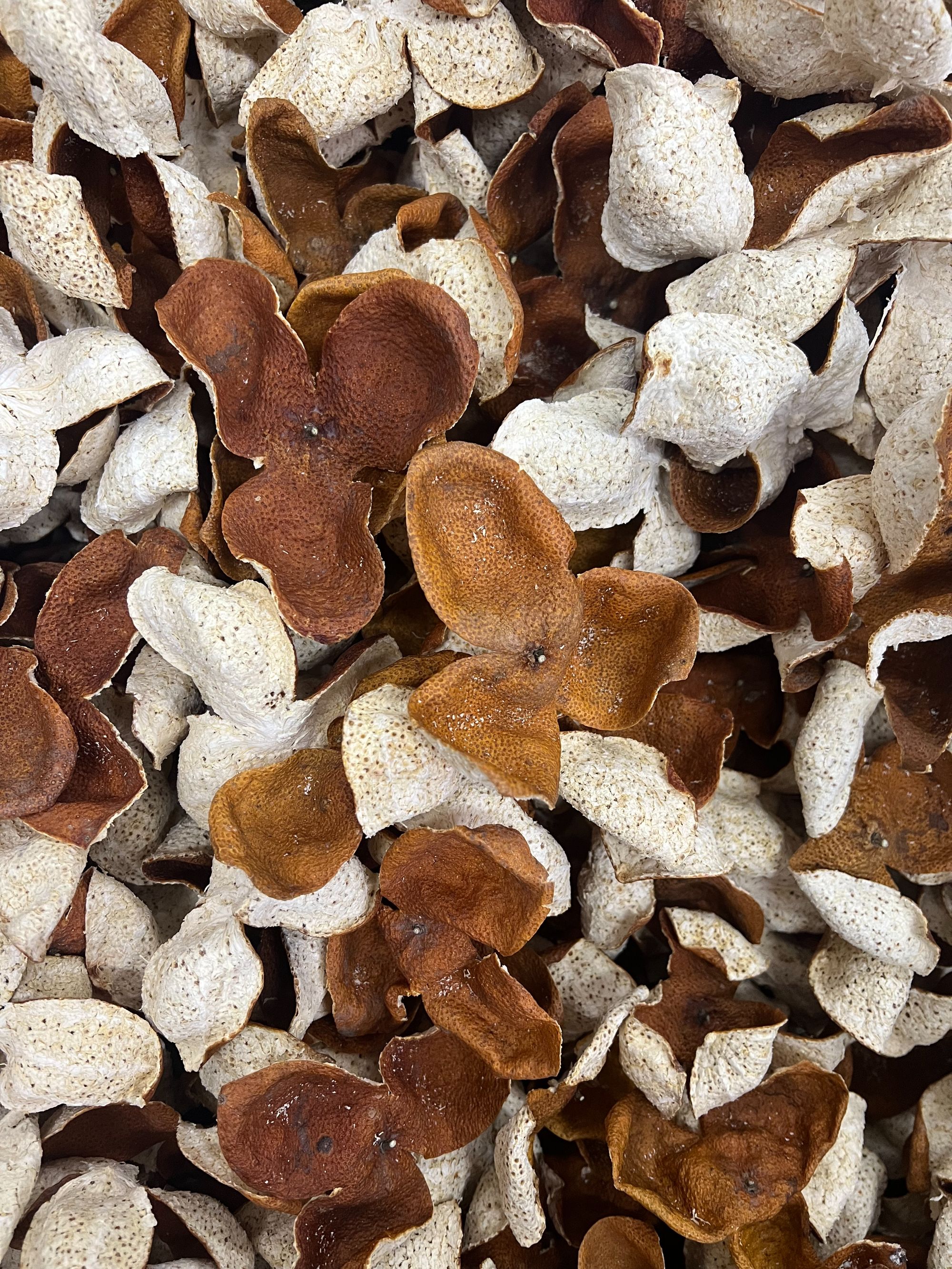 【十年老树圈枝】【糯香】2024年梅江塞口围冬后陈皮