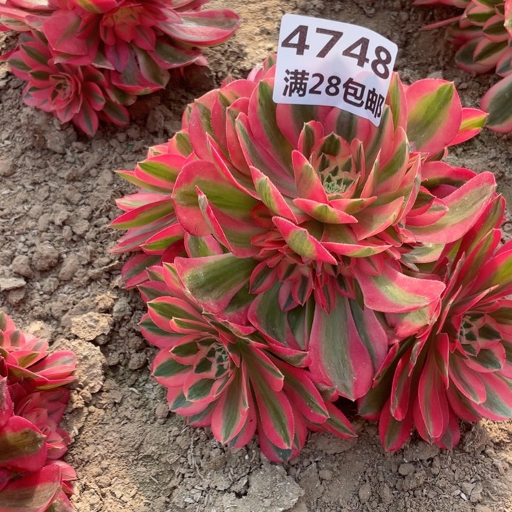 张**子4748二号棚女巫多肉E