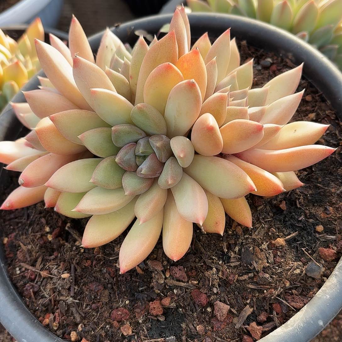 路**溪小象牙多肉发货