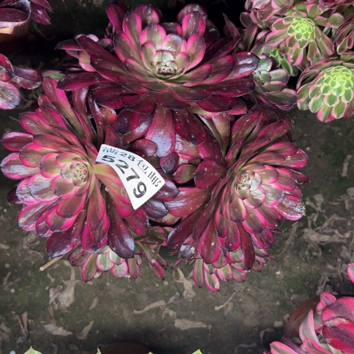 5279红金刚多肉植物